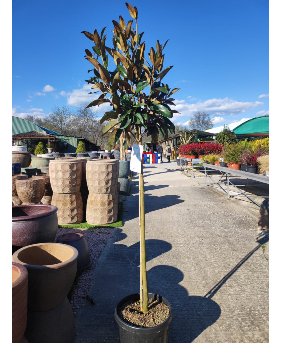 MAGNOLIA GRANDIFLORA KAY PARRIS 002