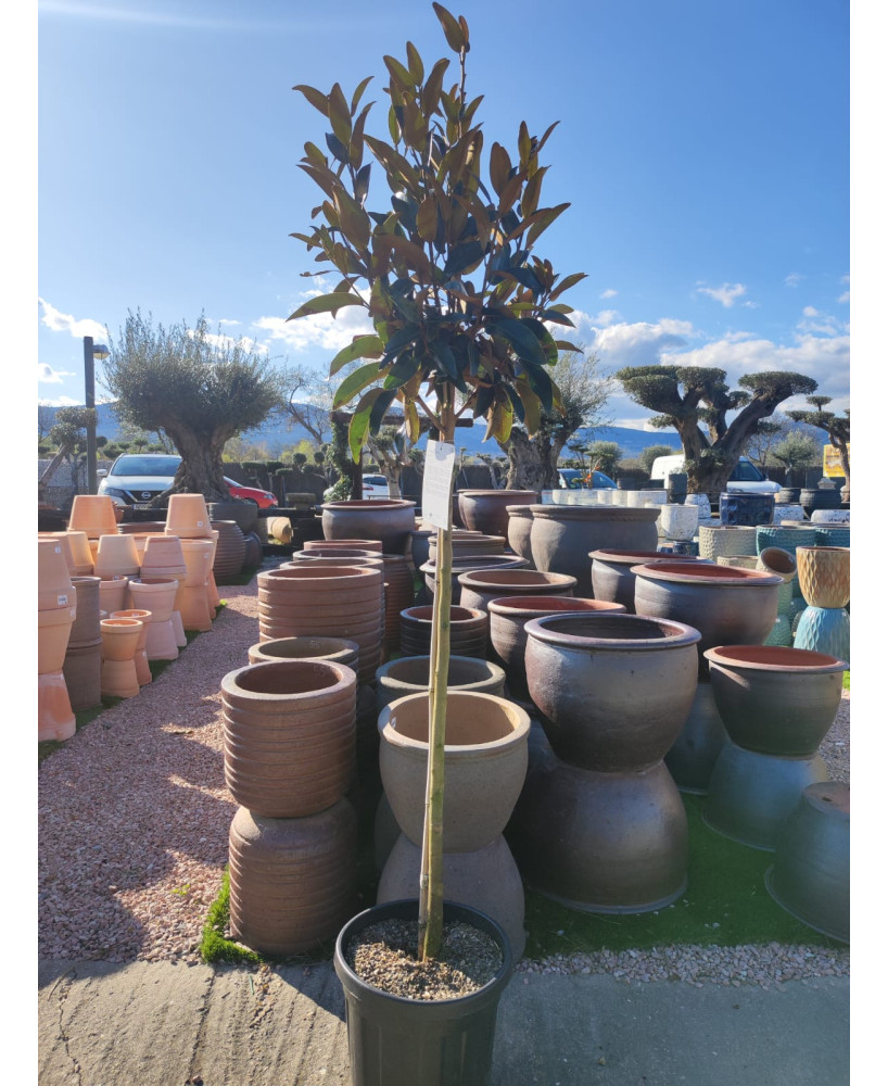 MAGNOLIA GRANDIFLORA KAY PARRIS 002