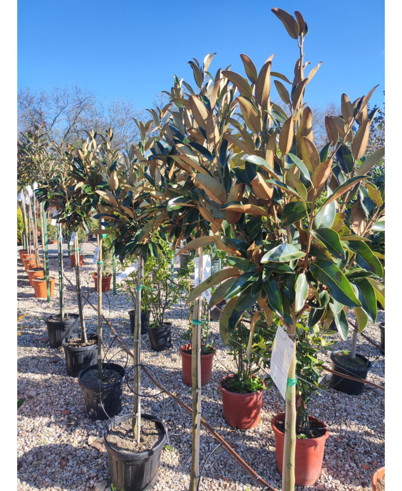 MAGNOLIA GRANDIFLORA KAY PARRIS 002