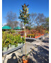 MAGNOLIA GRANDIFLORA KAY PARRIS 003
