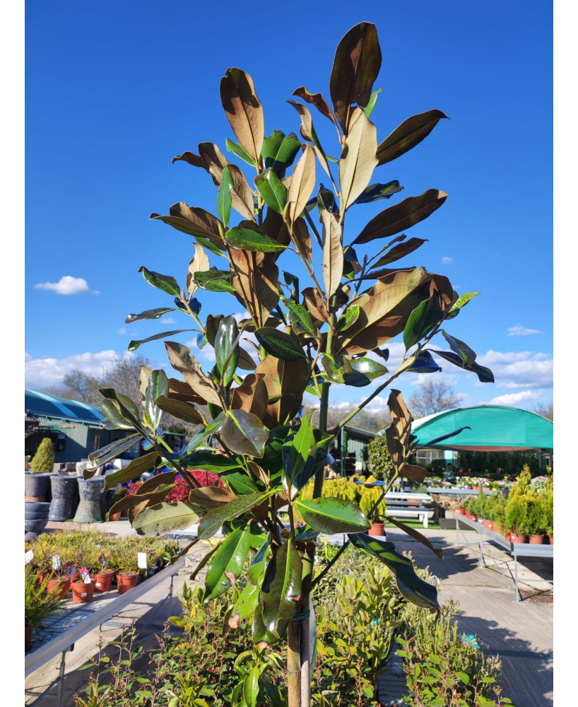 MAGNOLIA GRANDIFLORA KAY PARRIS 003