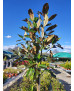 MAGNOLIA GRANDIFLORA KAY PARRIS 003