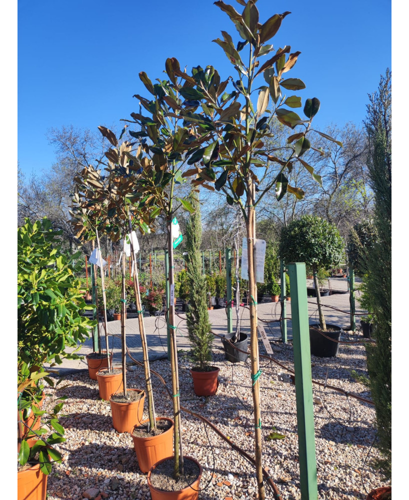 MAGNOLIA GRANDIFLORA KAY PARRIS 003
