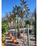 MAGNOLIA GRANDIFLORA KAY PARRIS 003