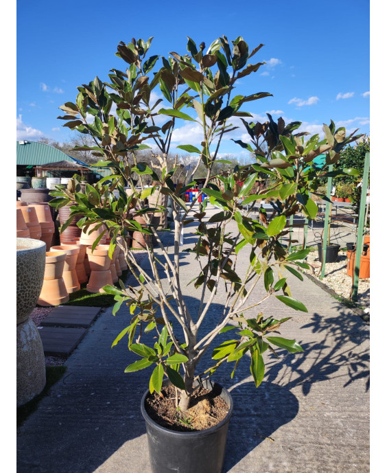 MAGNOLIA GRANDIFLORA LITTLE GEM 004