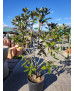 MAGNOLIA GRANDIFLORA LITTLE GEM 004