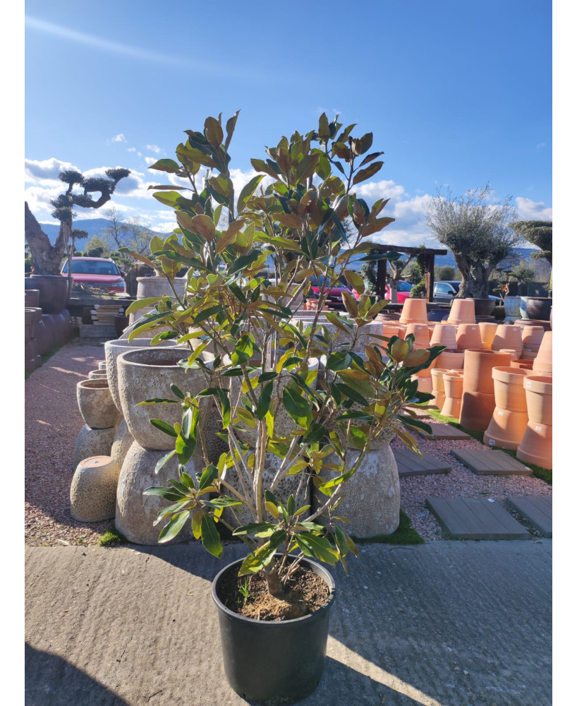 MAGNOLIA GRANDIFLORA LITTLE GEM 004