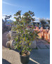 MAGNOLIA GRANDIFLORA LITTLE GEM 004