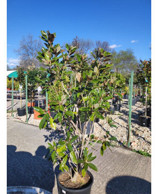 MAGNOLIA GRANDIFLORA LITTLE GEM 004