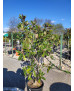 MAGNOLIA GRANDIFLORA LITTLE GEM 004