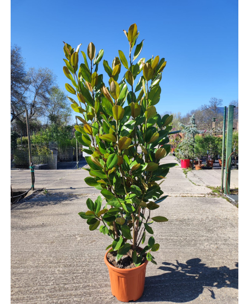 MAGNOLIA GRANDIFLORA 009