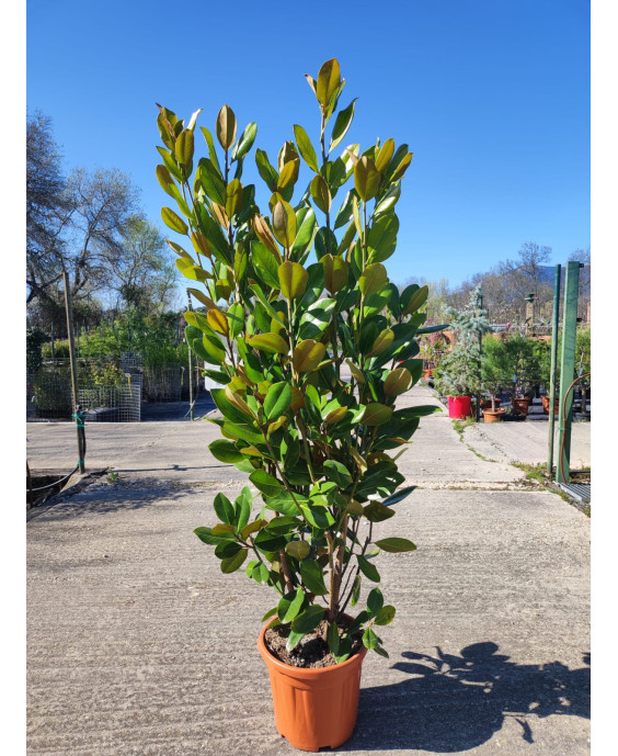 MAGNOLIA GRANDIFLORA 009