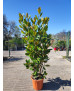 MAGNOLIA GRANDIFLORA 009