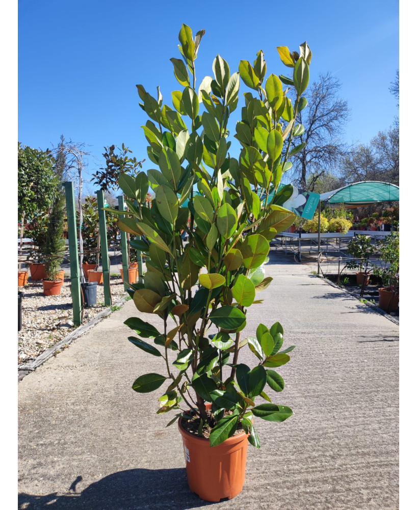MAGNOLIA GRANDIFLORA 009