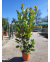 MAGNOLIA GRANDIFLORA 009