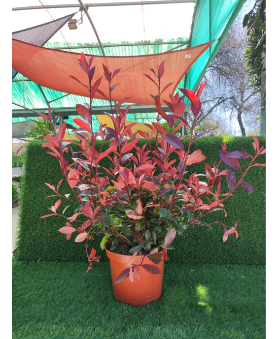 PHOTINIA CARRE ROUGE 5L