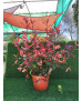 PHOTINIA CARRE ROUGE 5L
