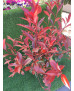 PHOTINIA CARRE ROUGE 5L
