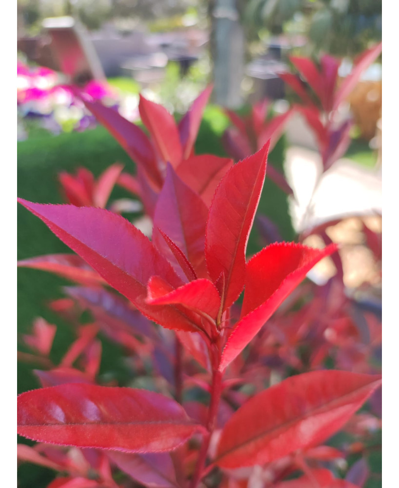 PHOTINIA CARRE ROUGE 5L