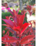 PHOTINIA CARRE ROUGE 5L