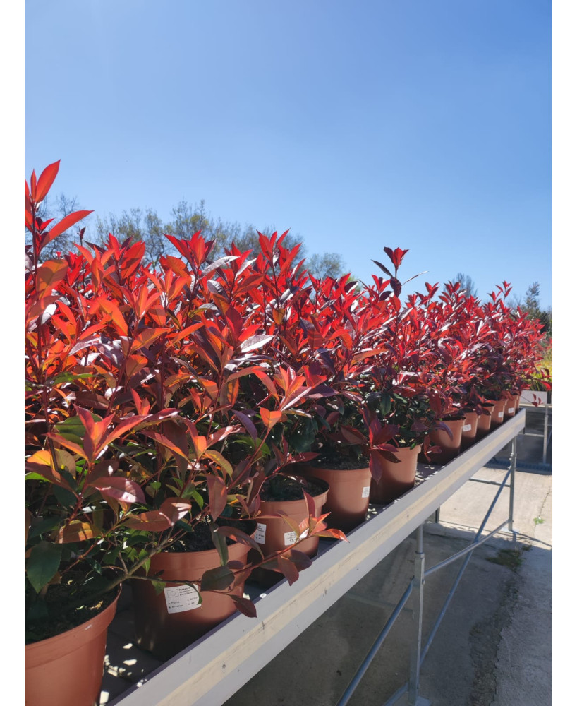 PHOTINIA CARRE ROUGE 5L