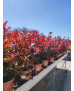 PHOTINIA CARRE ROUGE 5L