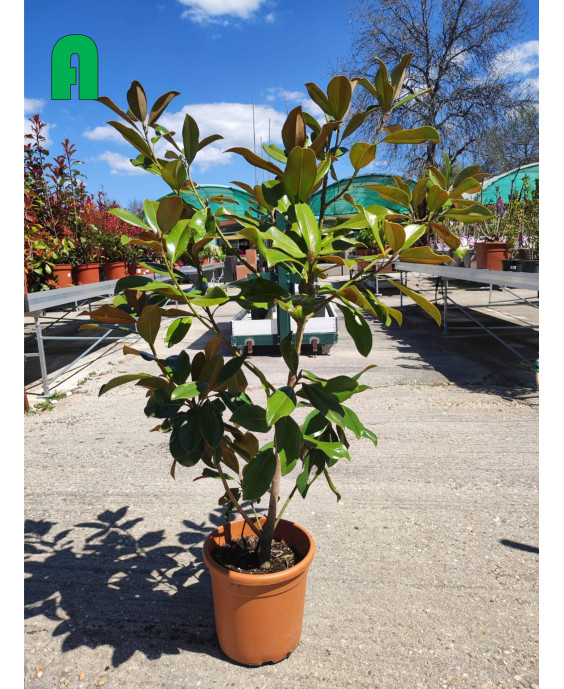 MAGNOLIA GRANDIFLORA 011