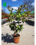 MAGNOLIA GRANDIFLORA 011