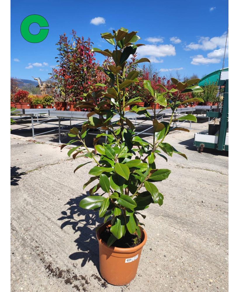 MAGNOLIA GRANDIFLORA 011