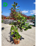 MAGNOLIA GRANDIFLORA 011