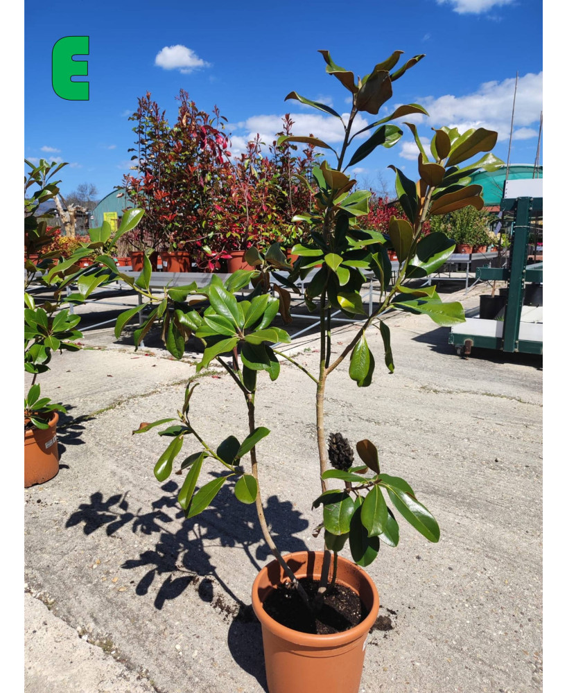 MAGNOLIA GRANDIFLORA 011