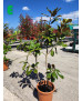 MAGNOLIA GRANDIFLORA 011