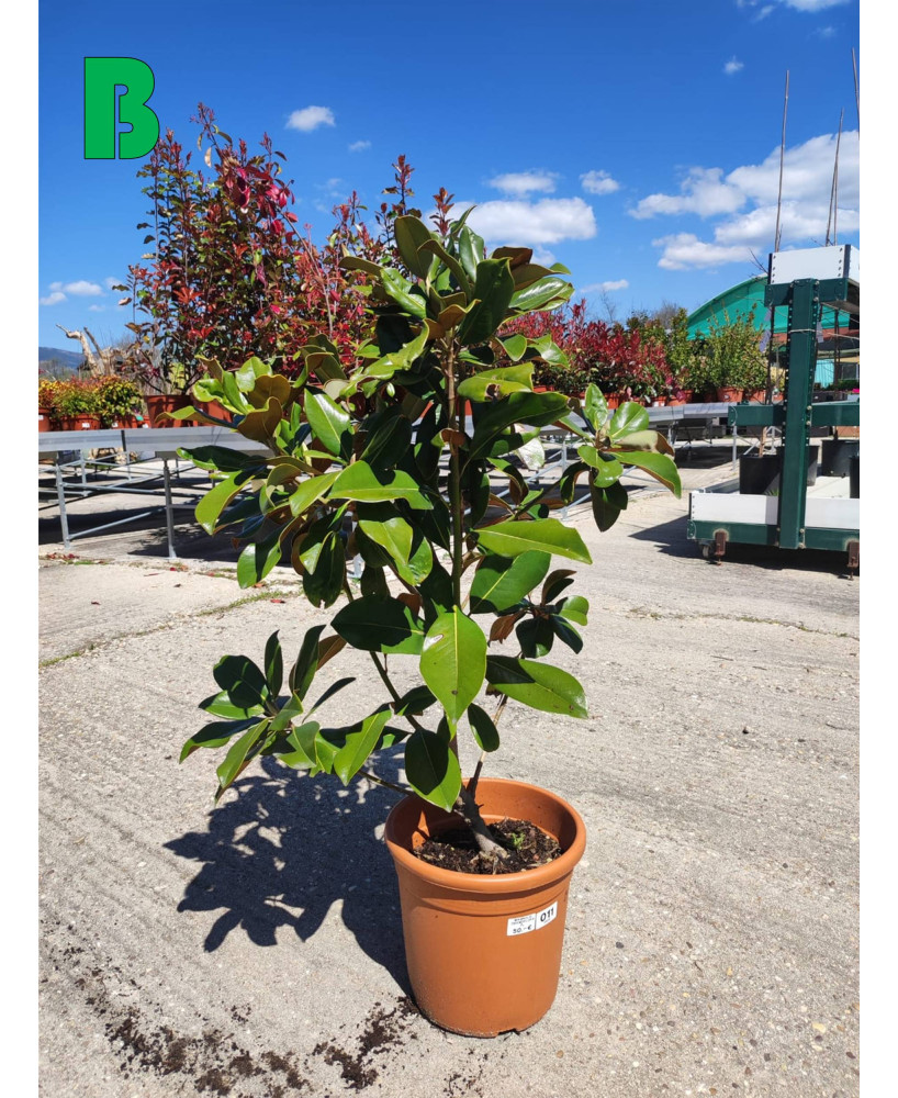MAGNOLIA GRANDIFLORA 011
