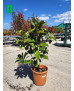 MAGNOLIA GRANDIFLORA 011