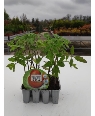 TOMATE ENSALADA HIBRIDO MERLIN 12 UND