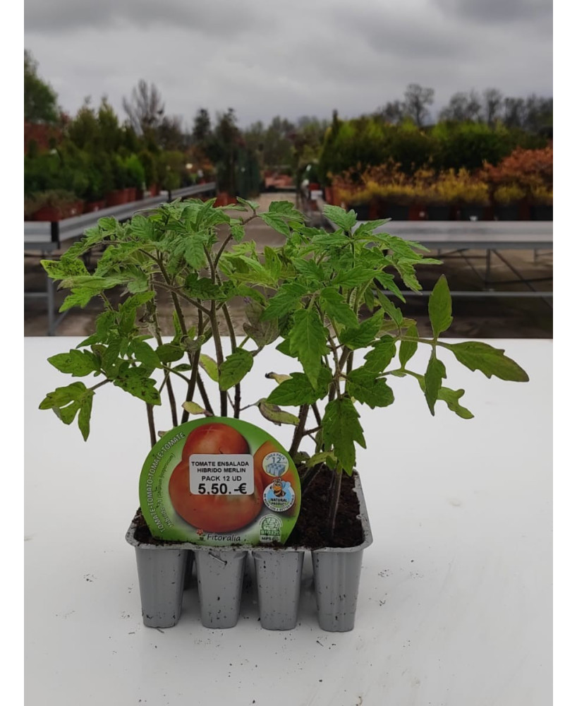 TOMATE ENSALADA HIBRIDO MERLIN 12 UND