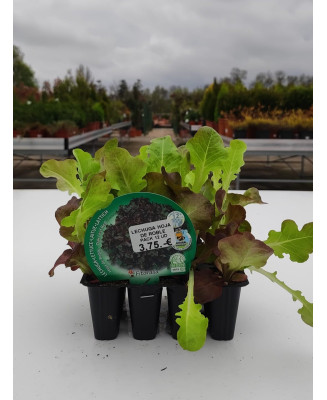 LECHUGA HOJA DE ROBLE 12 UNIDADES