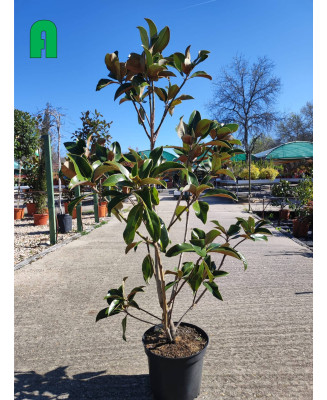 MAGNOLIA GRANDIFLORA 010