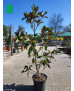 MAGNOLIA GRANDIFLORA 010