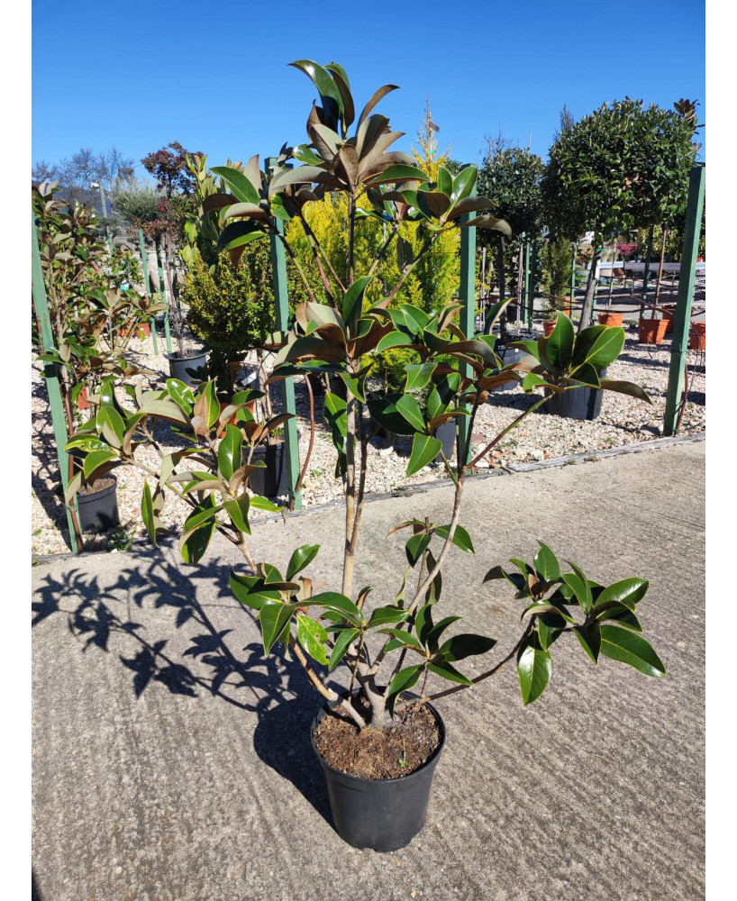 MAGNOLIA GRANDIFLORA 010