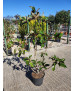 MAGNOLIA GRANDIFLORA 010