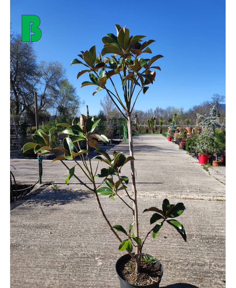 MAGNOLIA GRANDIFLORA 010
