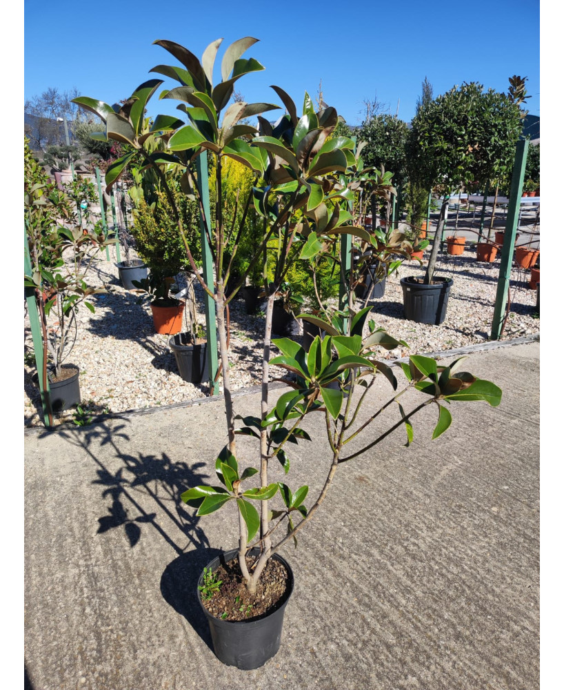 MAGNOLIA GRANDIFLORA 010