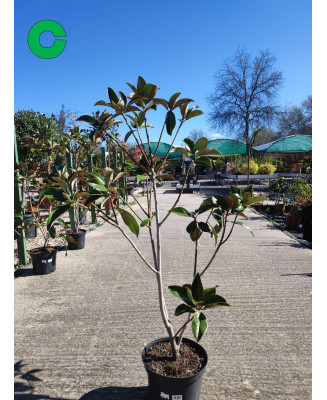 MAGNOLIA GRANDIFLORA 010