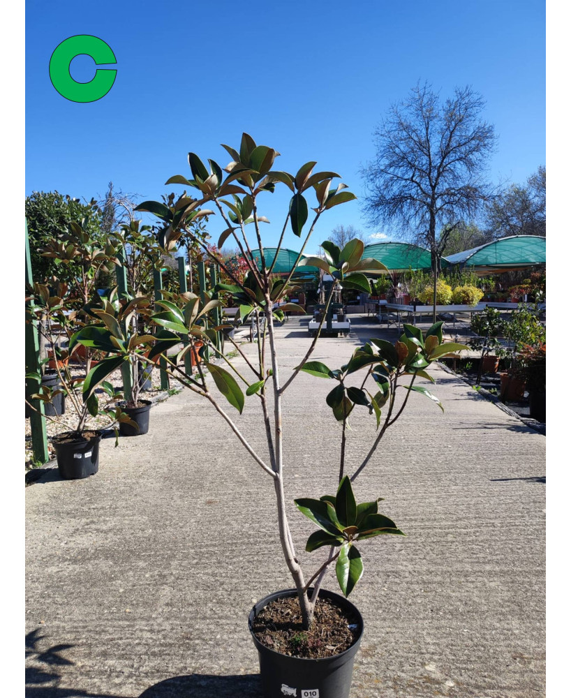 MAGNOLIA GRANDIFLORA 010