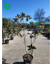MAGNOLIA GRANDIFLORA 010