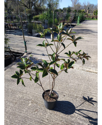 MAGNOLIA GRANDIFLORA 010