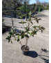MAGNOLIA GRANDIFLORA 010