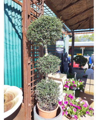 OLIVO EUROPEA 3 BOLAS SYLVESTRIS 112