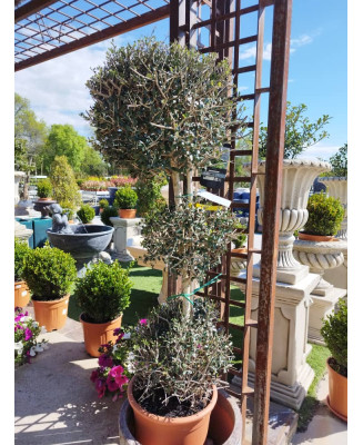 OLIVO EUROPEA 3 BOLAS SYLVESTRIS 113